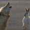 Wolf Pack Hunts A Hare | The Hunt | BBC Earth