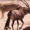 Young Lions Attack Oryx | BBC Earth