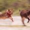 Young Lions Mercilessly Attack Donkey Herd | Natural World: Desert Lions | BBC Earth