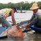 Arapaima, der Riesenfisch vom Amazonas (360° – GEO Reportage)