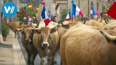 Aubrac – Kühe, Käse, Kerle! (360° – GEO Reportage)