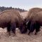 Bisons, die sanften Riesen von Montana (360° – GEO Reportage)