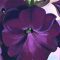 Conversations with Colin: O’Keeffe’s Petunias