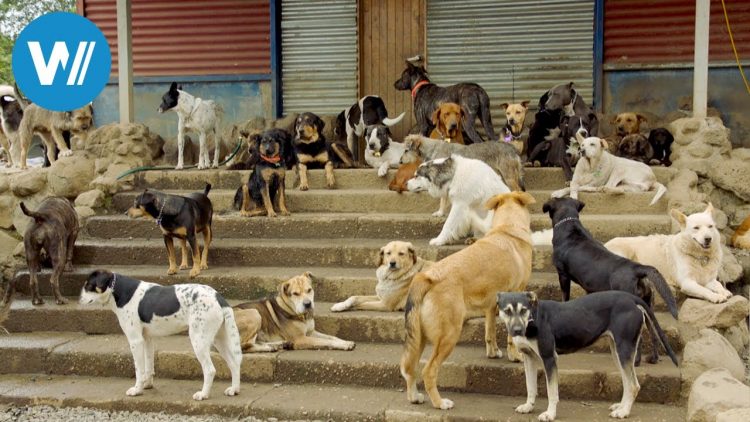 Costa Rica, das größte Hundeheim der Welt (360° – GEO Reportage)