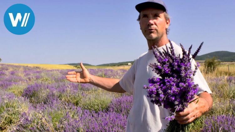 Die Herren des Lavendels (360° – GEO Reportage)