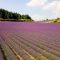 Frankreichs berühmte Lavendel-Felder – Die traumhaften Landschaften der Provence