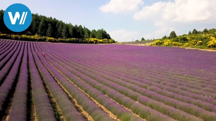 Frankreichs berühmte Lavendel-Felder – Die traumhaften Landschaften der Provence