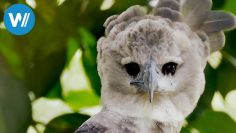 Harpyien, die größten Greifvögel des Regenwaldes (360° – GEO Reportage)