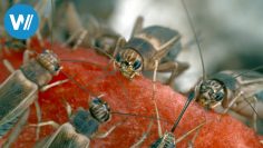 Insekten, unser Speiseplan für morgen? (360° – GEO Reportage)