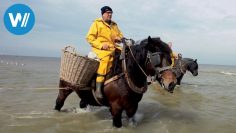 Les curiosités de la Belgique – Pêche à cheval et cerfs-volants en Basse Belgique