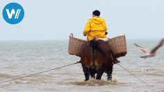 Pêche aux crevettes à cheval : une tradition en Belgique – Extrait de Belgique entre Ciel et Terre