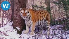 Sibirien – Im Reich des Amur-Tigers (360° – Archive by Category "世界旅游WOT)