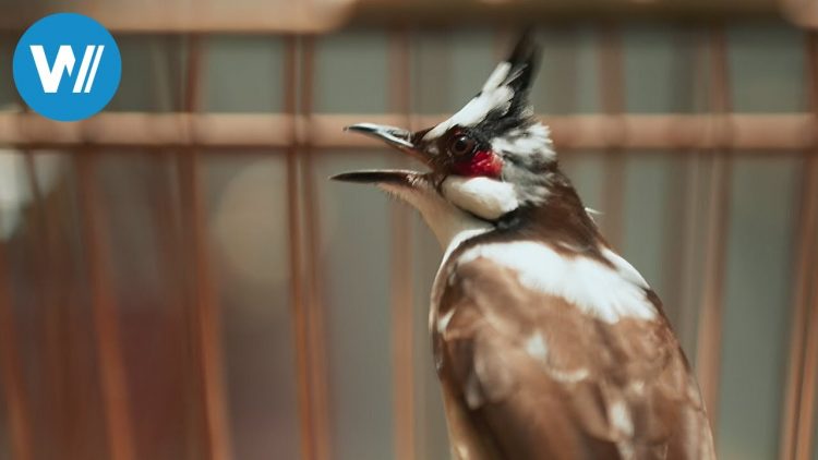 Singvögel – Die goldenen Stimmen von Singapur (360° – GEO Reportage)