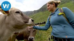 Summer job as a shepherd in the mountains