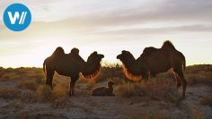 Vagabunden der Wüste Gobi (360° – GEO Reportage)