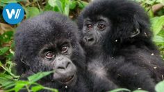 Virunga, Kampf für die Bergggorillas (360° – GEO Reportage)