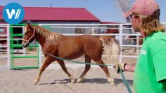 Von Männern und Mustangs (360° – GEO Reportage)