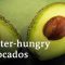 Portugal’s avocados: Green gold or ecological nightmare? | DW Documentary