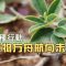 【保種】植物方舟航向未來│為台灣珍稀植物留下一線生機 (我們的島 1146集 2022-03-07)