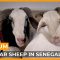 Ladoum: Senegal’s Star Sheep | Africa Direct Documentary