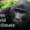 Can Africa’s forests help save the world? (Director’s cut — reupload) | DW Documentary