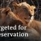 Shooting a species to save it | DW Documentary