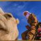 Camels in the Outback | Al Jazeera World