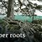 Will roots save the world? | DW Documentary