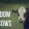 The Wisdom of Cows