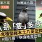 【外來種鳥類】八哥「隻」多少｜外來種壓縮本土八哥空間 (我們的島 1164集 2022-07-11)