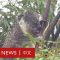 澳洲大火：肺炎疫情下 無人機如何拯救野生動物？－ BBC News 中文