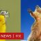 野生動物搞笑攝影獎 你最喜歡哪一張？－ BBC News 中文