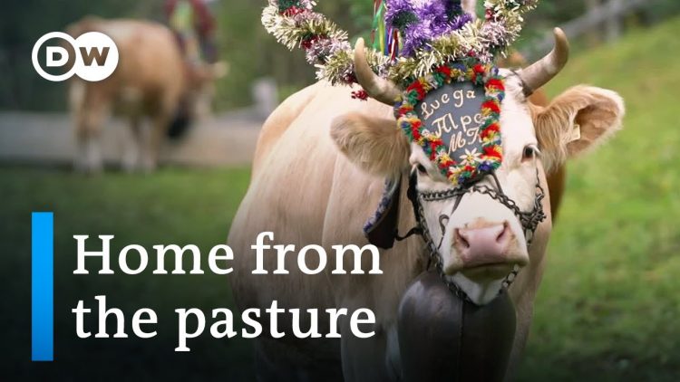 Mountain traditions: Costumed cattle parade in the Alps | DW Documentary