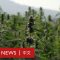 走進摩洛哥的合法大麻田－ BBC News 中文