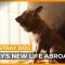 How a Cairo stray dog embarks on a new life abroad | Al Jazeera World Documentary