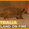 Australia’s Wildlife Emergency | 101 East