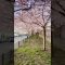 Spring Time in Berlin: Cherry Blossoms in Prenzlauer Berg | #short