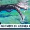 冰島絲浮拉大裂縫浮潛 冰川峽谷盡收眼底｜20220807 全球現場漫遊天下