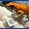 The golden poison frog: ‘Like holding a loaded gun’ | Guardian Docs