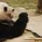 🇨🇳 Saving China’s Pandas | 101 East