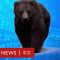 「熊市」起源自哪裡，為何要用🐻形容股市變化？