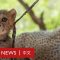 全球野外僅7千隻 獵豹群體面臨嚴重威脅－ BBC News 中文