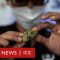 泰國大麻正式合法化，娛樂性使用仍被禁止－ BBC News 中文