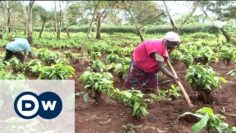 The Mubende coffee plantation and the bitter taste of eviction | DW Documentary