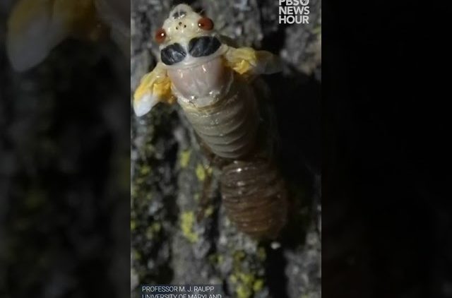 Watch this time lapse of a Brood X cicada molting | #短裤