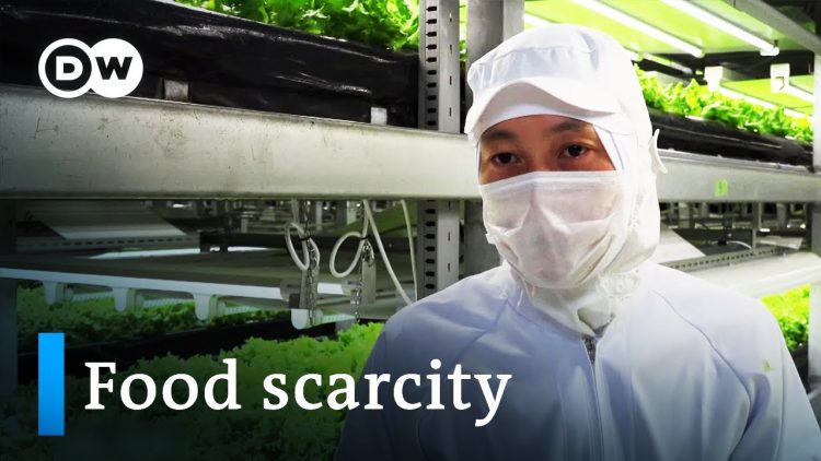 When food becomes scarce – high-tech farms of the future | DW Documentary