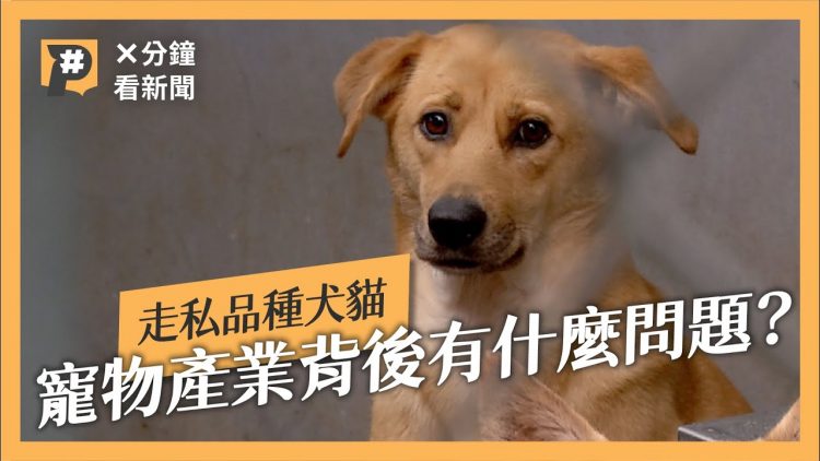 為什麼要走私犬貓？寵物產業的背後有什麼問題｜#X分鐘看新聞｜公視P# 新聞實驗室