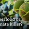 Superfoods and the environment – Avocados and blueberries from South America | DW Documentary