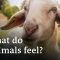 Ethics and meat consumption | DW Documentary