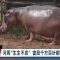 毒梟「河馬」遺產繁衍至150頭 哥倫比亞政府擬送國外安置｜20230402 全球現場漫遊天下